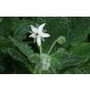 Borretsch, weissblühend, Gurkenkraut - Borago officinalis Alba - Samen