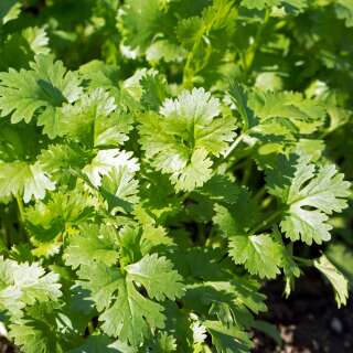 Blatt-Koriander Slobolt - Coriandrum sativum - Samen