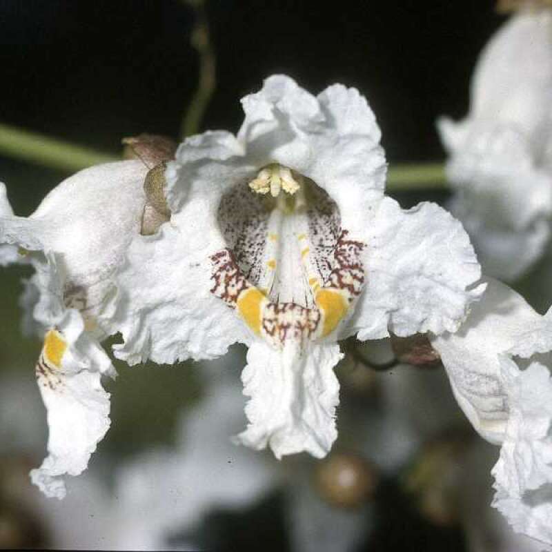 Trompetenbaum, prächtiger - Catalpa speciosa - Samen