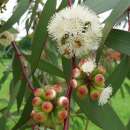Eukalyptus, Schnee-Eucalyptus - Eucalyptus pauciflora...