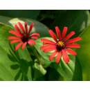 Zinnie Red Spider - Zinnia tenuiflora - Samen