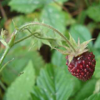 Erdbeere, Zimterdbeere - Fragaria moschata - Samen