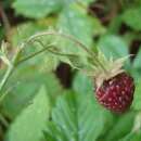 Erdbeere, Zimterdbeere - Fragaria moschata - Samen
