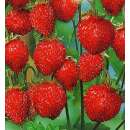 Erdbeere, Zimterdbeere - Fragaria moschata - Samen