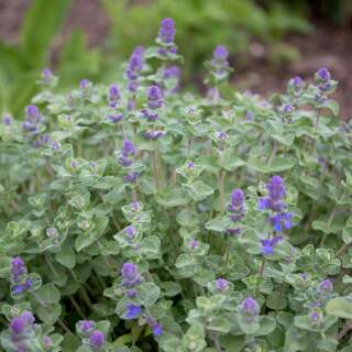 Katzenminze, Kaukasus-Katzenminze - Nepeta racemosa mussinii - Samen