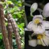 Meerrettichbaum, Wunderbaum - Moringa oleifera - Samen