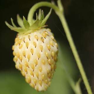 Erdbeere, Weisse Monatserdbeere Weisse Solemacher - Fragaria vesca semperflorens - Samen