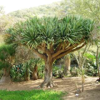 Drachenbaum, kanarischer - Dracaena draco - Samen