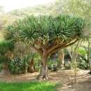 Drachenbaum, kanarischer - Dracaena draco - Samen