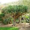 Drachenbaum, kanarischer - Dracaena draco - Samen