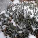 Agave, winterhart - Agave utahensis - Samen