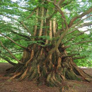 Urweltmammutbaum, Dawn Redwood - Metasequoia...