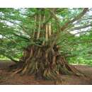 Urweltmammutbaum, Dawn Redwood - Metasequoia glyptostroboides - Samen