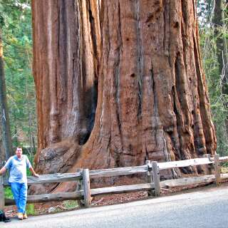 Riesenmammutbaum, Sierra Redwood - Sequoiadendron...