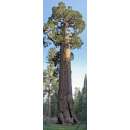 Riesenmammutbaum, Sierra Redwood - Sequoiadendron giganteum - Samen