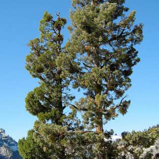 Weihrauch-Zeder - Calocedrus deccurens - Samen