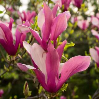 Magnolie, Purpurmagnolie - Magnolia liliiflora - Samen
