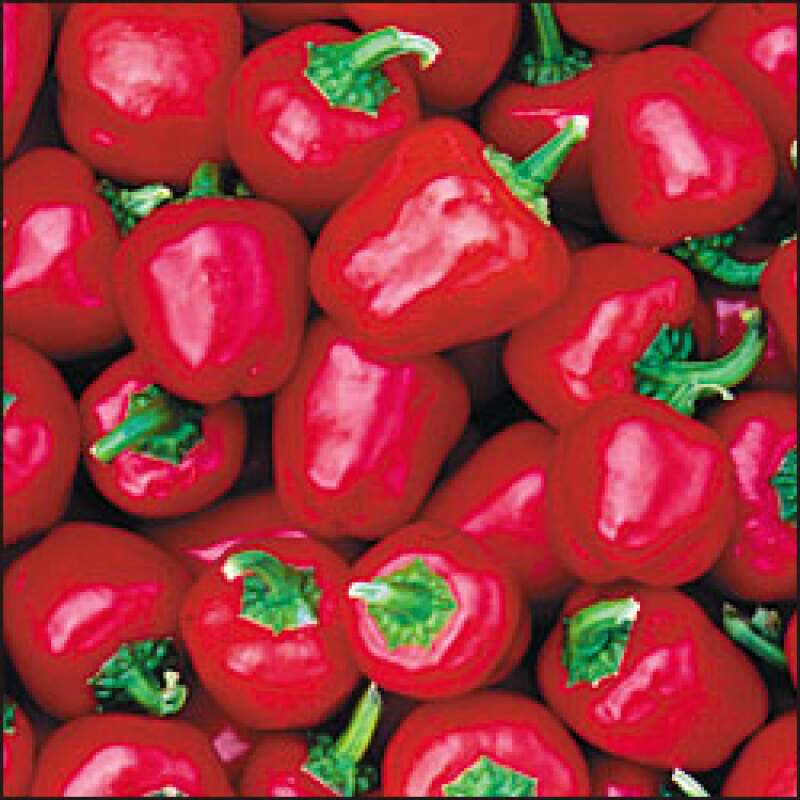 Gemüsepaprika, mini Miniature Red Bell - Capsicum annuum - Samen