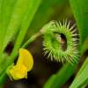 Raupenblume, Skorpionsschwanz Prickly Caterpillar - Scorpiurus muricatus