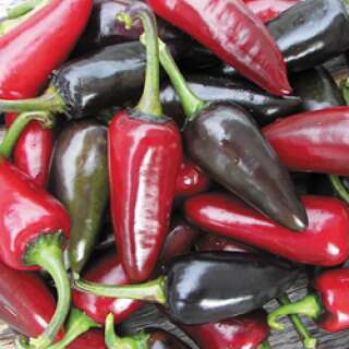 Chili Black Hungarian - Capsicum annuum - Samen