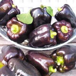 Gemüsepaprika Purple Beauty - Capsicum annuum - Samen