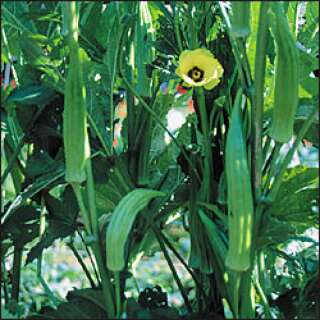 Okra Clemson Spineless - Abelmoschus esculentus - Samen