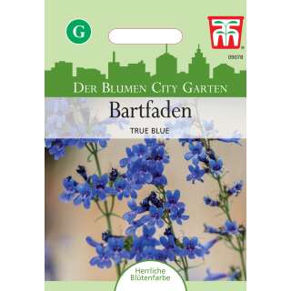 Bartfaden True Blue - Penstemon - Samen