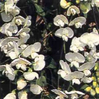 Wicke, mehrjährig Weisse Perle - Lathyrus latifolius - Samen