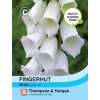 Fingerhut Alba - Digitalis purpurea - Samen