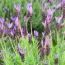Französischer Lavendel - Lavandula stoechas - Samen