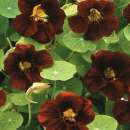 Kapuzinerkresse Black Velvet - Tropaeolum minus - Samen