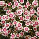 Nelke Arctic Fire - Dianthus deltoides - Samen