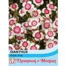 Nelke Arctic Fire - Dianthus deltoides - Samen