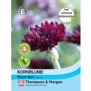 Kornblume Black Ball - Centaurea cyanus - Samen