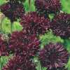 Kornblume Black Ball - Centaurea cyanus - Samen