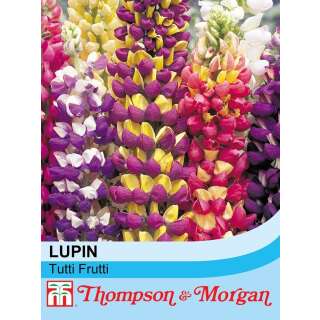 Lupine Tutti Frutti - Lupinus hybridus - Samen