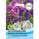 Glockenblume Marienglockenblume Canterbury Bells Mix - Campanula medium - Samen