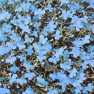 Lobelie Cambridge Blue - Lobelia erinus compacta - Samen