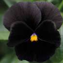 Stiefmütterchen Black Moon - Viola x wittrockiana -...