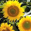 Sonnenblume Green Heart - Helianthus annuus - Samen