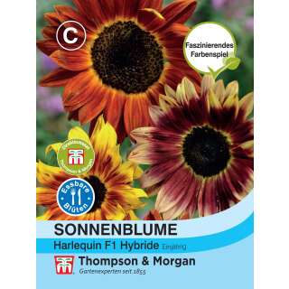 Sonnenblume Harlequin F1 Hybride - Helianthus annuus - Samen