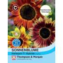 Sonnenblume Harlequin F1 Hybride - Helianthus annuus - Samen