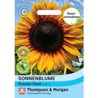 Sonnenblume Russian Giant - Helianthus annuus - Samen