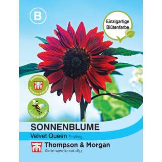 Sonnenblume Velvet Queen - Helianthus annuus - Samen