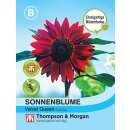 Sonnenblume Velvet Queen - Helianthus annuus - Samen