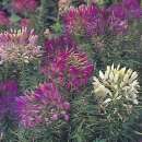 Spinnenblume Colour Fountain Mischung - Cleome spinosa -...
