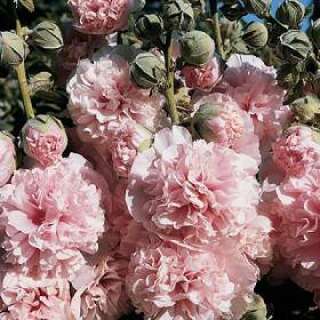 Malve, Stockrose Appleblossom - Alcea rosea - Samen