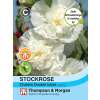 Malve, Stockrose Chaters Double Icicle - Alcea rosea - Samen