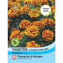 Studentenblume Colossus - Tagetes patula - Samen