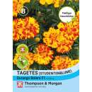 Studentenblume Durango Bolero F1 Hybride - Tagetes patula - Samen